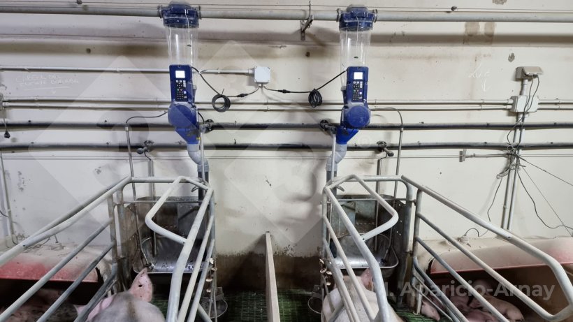 Foto 1. Alimentación de precisión durante la lactancia de las cerdas.
